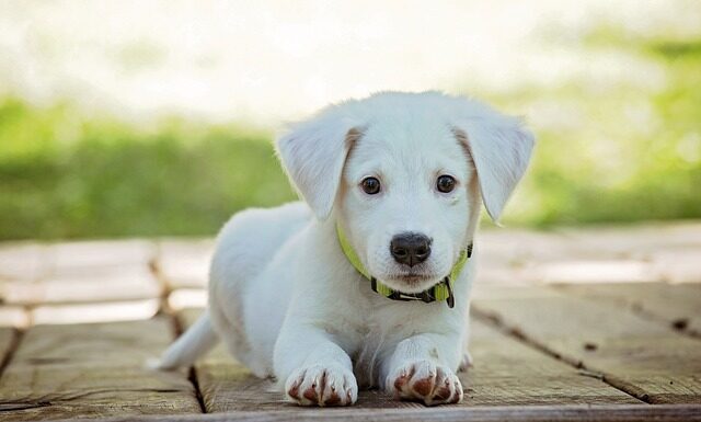 Jak długo pies może nosić kołnierz?