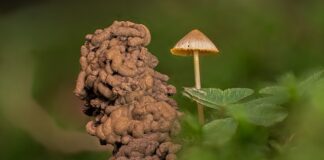 Czy od słodyczy można dostać robaków?