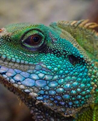 Ile lat żyje jaszczurka zwinka?