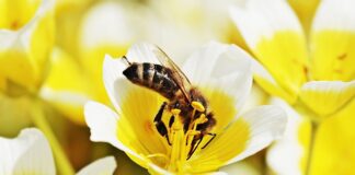 Jak się robi jajecznicę ze szpinakiem?