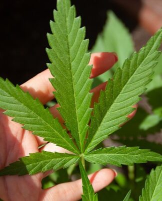 Czy bób jest warzywem?