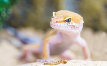 Czego nie lubią robaki?