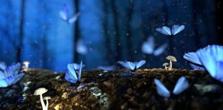 Czy można suszyć grzyby z robakami?