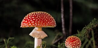 Co się dzieje po zjedzeniu trującego grzyba?