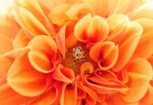 Jaki lek na pasożyty bez recepty?