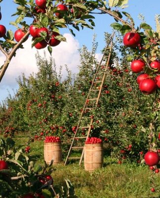 Czy jabłka obniżają ciśnienie krwi?