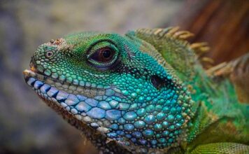 Jaka najlepsza jaszczurka do domu?