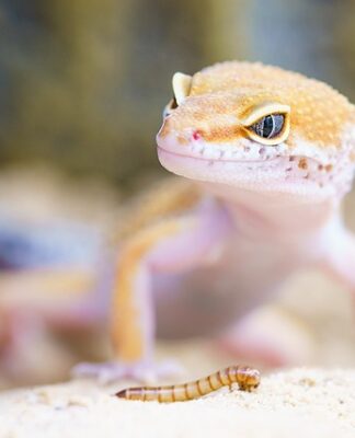 Czy trzeba mieć pozwolenie na gekona?