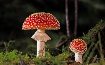 Co zrobić ze świeżymi grzybami?