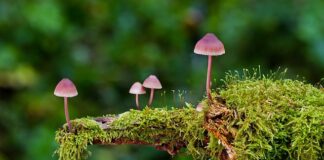 Których grzybów nie zbierać?