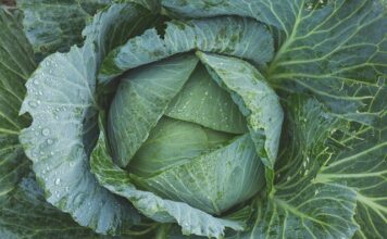 Jak jeść jarmuż na surowo?