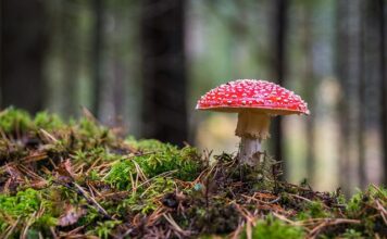 Jaki grzyb robi się fioletowy?