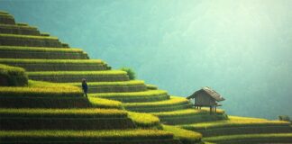 Co jest lepsze kasza czy ryż?